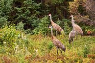 Cranes in Canada by Vivo Fotografie thumbnail