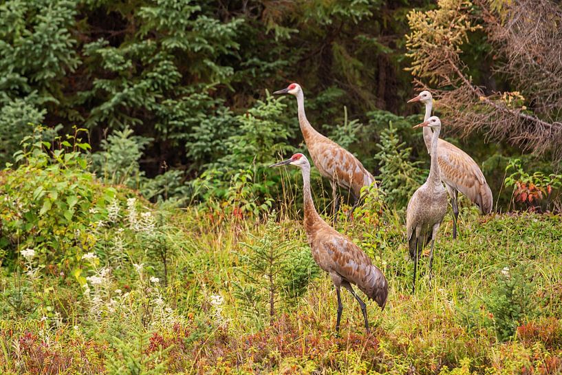 Cranes in Canada by Vivo Fotografie