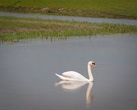 De eenzame zwaan