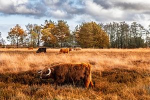Highlander grasen im Herbst