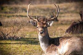 Foto eines Rehs, das Sie ansieht von Brenda van Rooijen