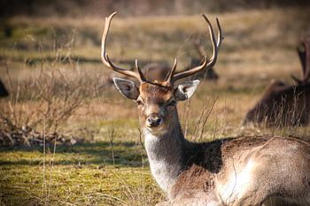 Photo d'un cerf qui vous regarde