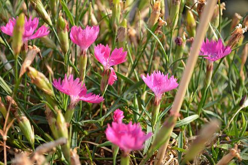 Bloemen