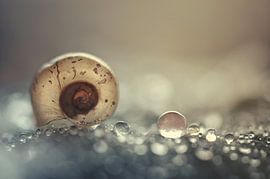 Macro - Coquille