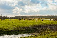 Konikpaarden in het Landschap van Brian Morgan thumbnail