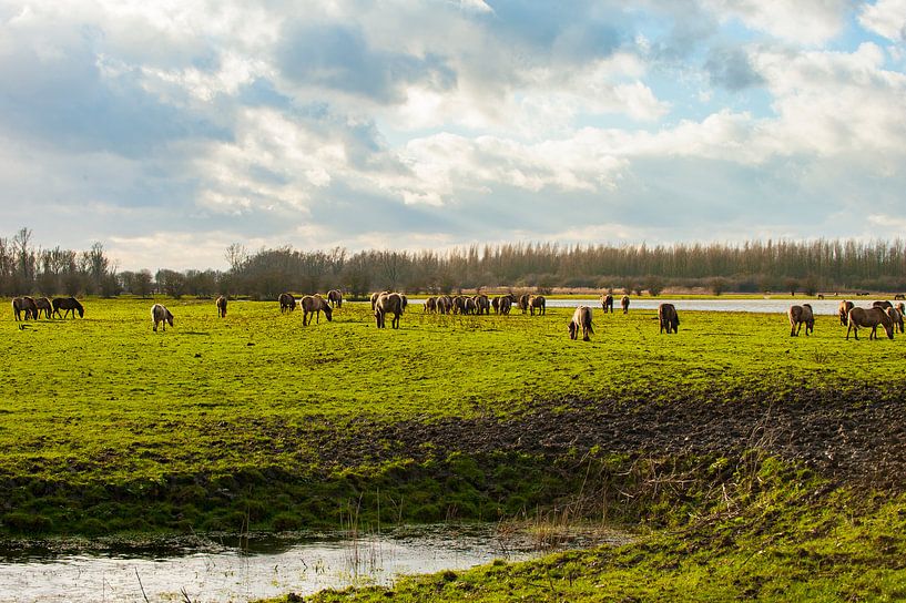 Konikpaarden in het Landschap van Brian Morgan