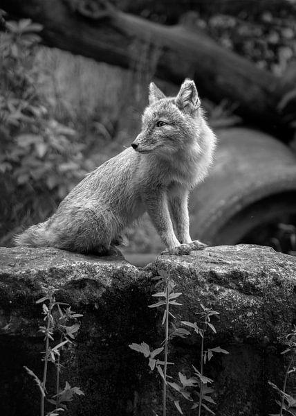 fox by Jamie Elbersen