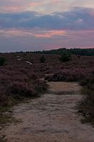 Heide