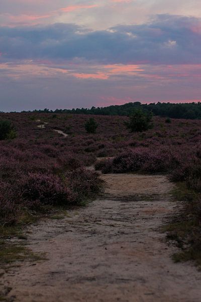 Heide by Hasse Schoo