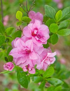 Rosa Rhododendron Azaleen Blütentraube von Iris Holzer Richardson