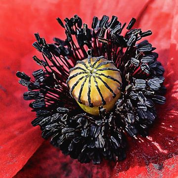 Dans le coquelicot sur Fotografie Jeronimo