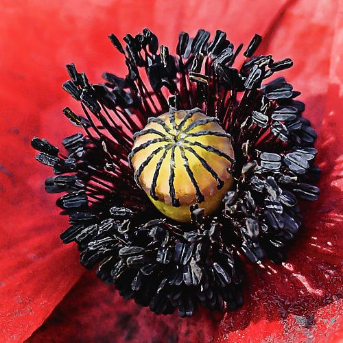 In the poppy