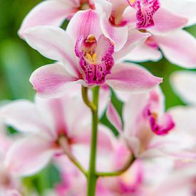 orchidee 11 sur John van Weenen