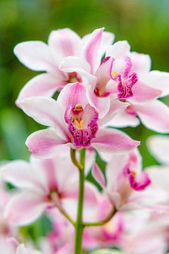 orchidee 11 by John van Weenen