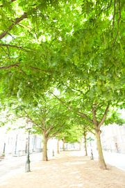 Avenue of green trees in the centre of Leiden by Frans Rombout
