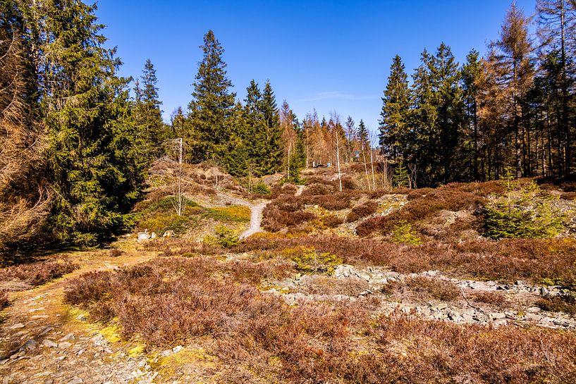 Une randonnée printanière à travers la magnifique forêt de Thuringe près de Steinach dans le district de Sonneberg - Thuringe - Allemagne par Oliver Hlavaty