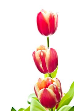 tulpen von sarp demirel