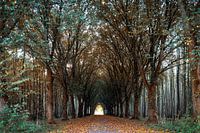 Autumn forest