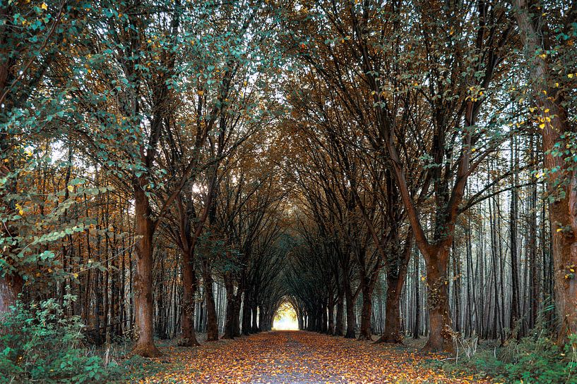 Herfst bos van Miranda van Hulst