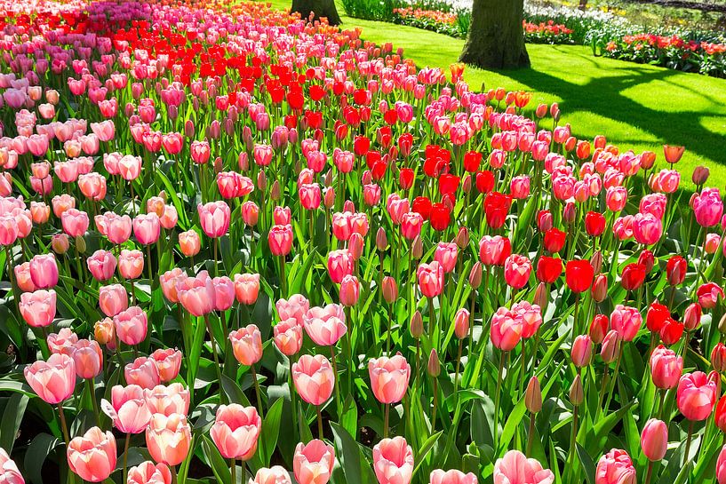 Bloemenveld in park met rode en roze tulpen van Ben Schonewille