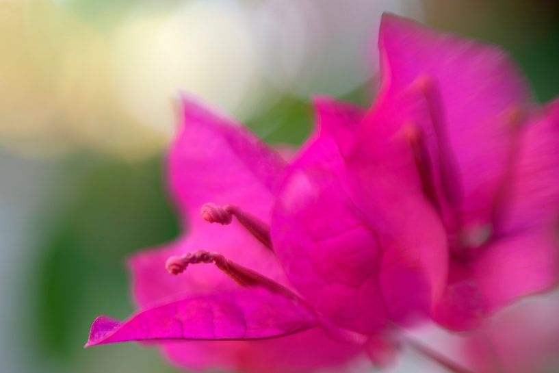 Bougainville by Barbara Brolsma