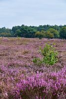 Zuiderheide