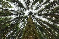 Landschaft in der Ferne | Bäume und Wald von Steven Dijkshoorn Miniaturansicht