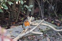 Watching robin