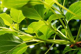 Voorjaarsblad van Studio Bosgra