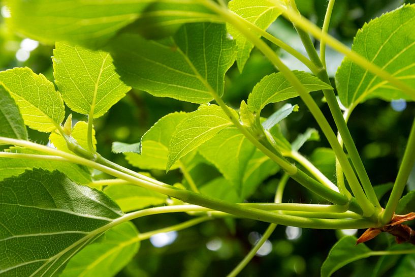 Federblatt von Studio Bosgra