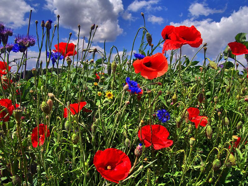 Tuinbloemen van Edgar Schermaul