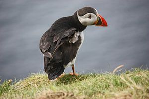 [impressions of scotland] - puffin trilogie no. 1 van Meleah Fotografie