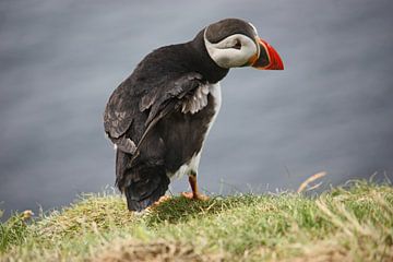 [impressions of scotland] - puffin trilogie no. 1 by Meleah Fotografie