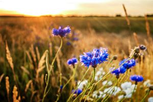 Korenbloemen in het zonlicht