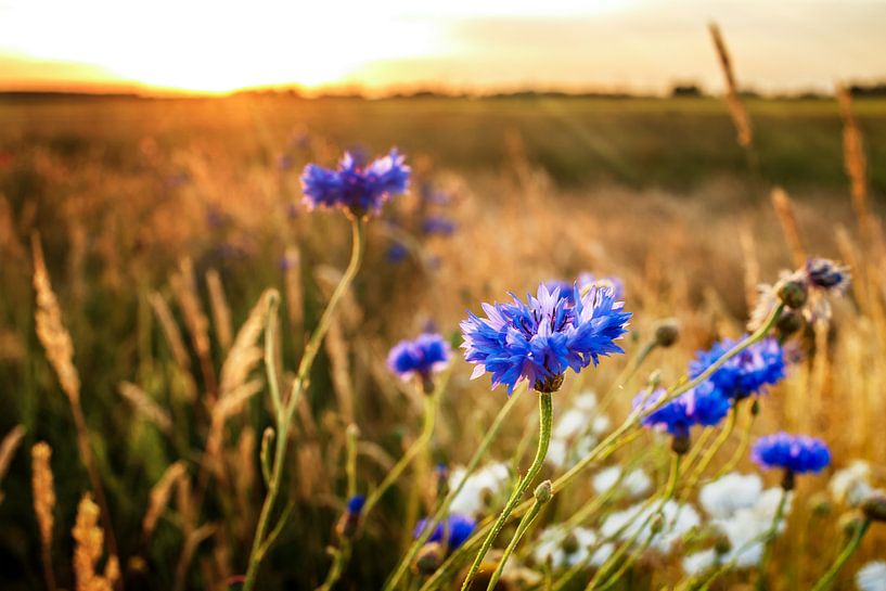 Korenbloemen in het zonlicht van Fotografiecor .nl