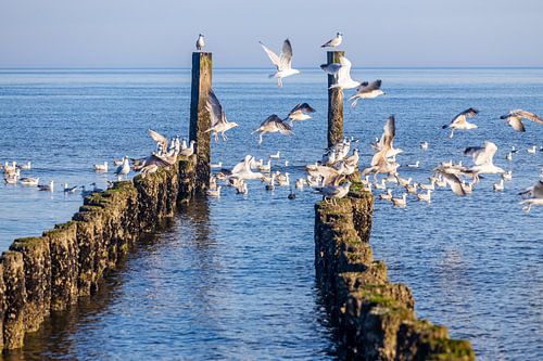 Des mouettes sur la tête de pilier à Domburg