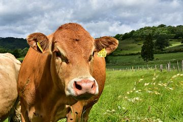 Landleben - Glückliche Rinder van DeVerviers