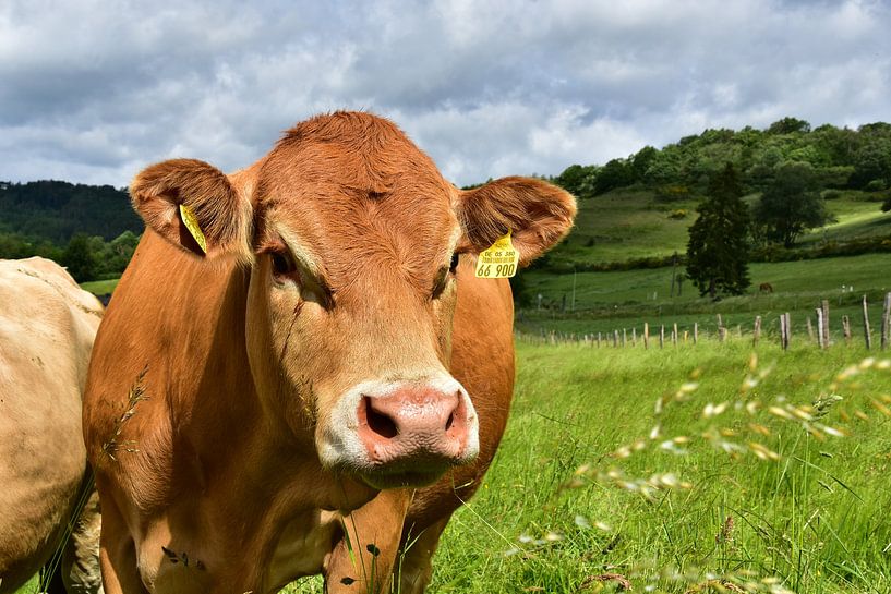Landleben - Glückliche Rinder par DeVerviersBelgium