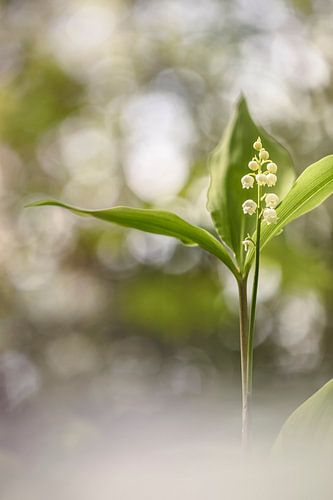 Maiglöckchen in prächtigem Licht