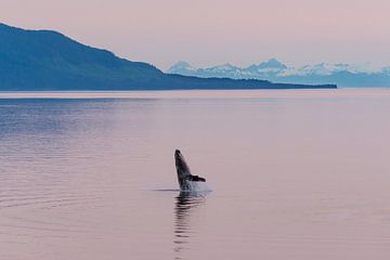 Bultrug walvis in de middernachtzon