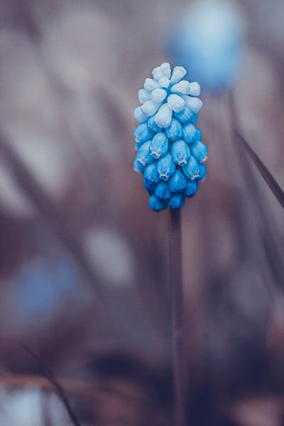Blauwe druifjes bloem in paarse tinten van Denise Tiggelman