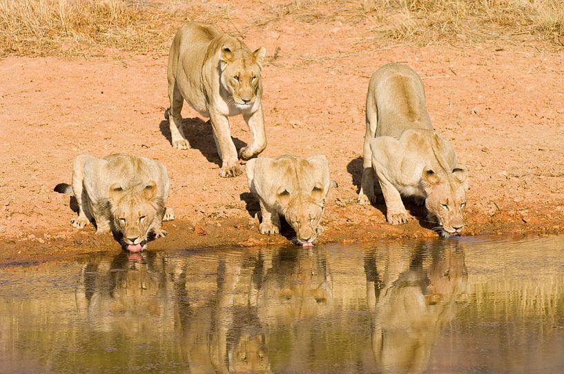 Leeuwinnen drinkend in de waterpoel van Paul van Gaalen, natuurfotograaf