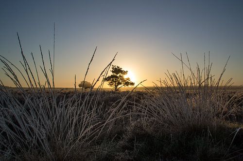 Lever de soleil sur la Veluwe