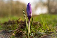 Een eenzame paarse krokus