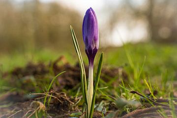 Un crocus violet solitaire sur Goffe Jensma