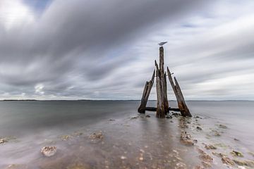 Tête d'aigle sur Linda Raaphorst