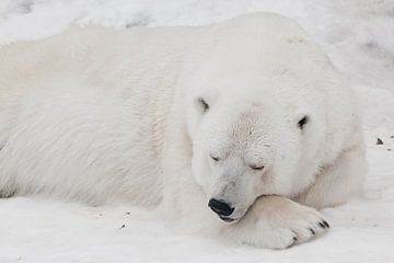 Een witte ijsbeer in een pluizige kristalwitte huid die op de sneeuw ligt en slaapt (rust), een groo
