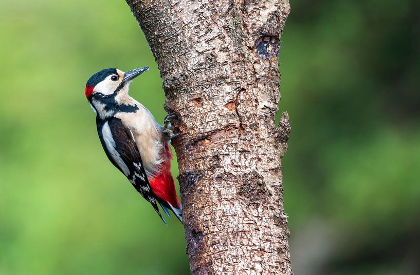 Great spotted woodpecker by Merijn Loch