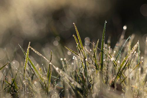 Between the dewdrops