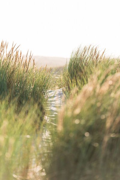 Dünen Terschelling von Patrick Verheij